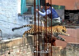 小猎豹臀伤!和平选手徐珂打滑坠伤